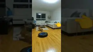 &ldquo;Cat vs Roomba &ndash; Epic Indoor Battle! 😂 | Funny Robot Vacuum Fight&rdquo; #cat #funny #shorts