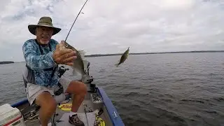 Catching & Showing White Perch Using Live Scope