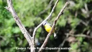 Eastern Yellow Robin - Eopsaltria australis