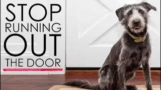 Teach Your Dog To STOP Running Out The Front Door - Siberian Husky Training