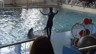 Дельфинарий 08530