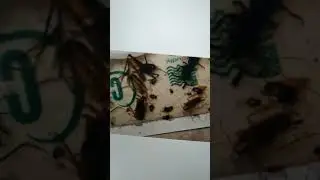 Pests control methods.Biological control, mechanical control,  physical control.