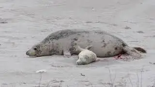 Helgoland / Geburt einer Kegelrobbe