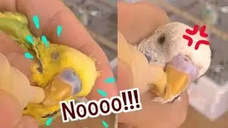 How to hold birds and give meds to them