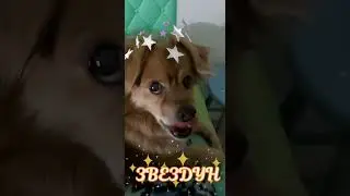 ЗВЕЗДУН #собака #хвостики #любимка #dog #mylove #superstar #звезды