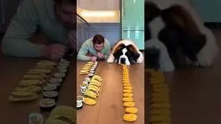 Сенбернар легко выиграл гонку с едой 😱🐶🍗 #Сенбернар #ГонкаСебе #СобакаПротивЧеловека #БольшаяСоба...