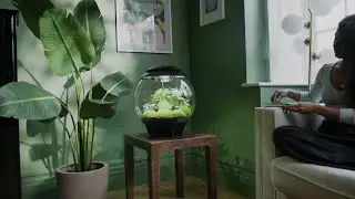 Add Harmony to Your Home ⎸ biOrb Terrariums