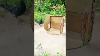 pigeont😮😮rap,new😮pigeon trap,pigeon😮net trap,must watch new pigeon trap 2021#pigeon #Lover #kabutar
