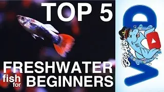 Top 5 Freshwater Fish for Beginners | BigAlsPets.com