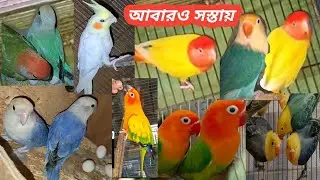 আবারও সস্তায় 100% ডিম বাচ্চা গ্যারান্টি সহ। লাভ বার্ড। বাজরিগার। ককাটেল ।ঘুঘু। কিং কোয়েল