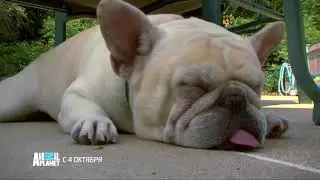 Animal planet