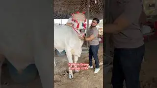 Jalal house Qurbani 2025 || Biggest sibbi bull Qurbani #viralvideo #trending #shortsvideo #sibbi #yt