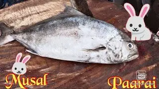 Musal 🐇🐇 paarai fish cutting video/fishcuttingrs #fishcuttingrs #fish #kasimedu