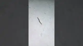 Amazing Centipede Crawl  so Fast #shorts #shortvideo #amazing