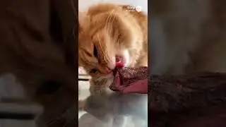 cat eating prime rib  #cat #asmrfood#asmr