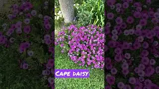 Cape daisy Osteospermum ecklonis.  #flower #gardeninglovers #desertgardening #xeriscape