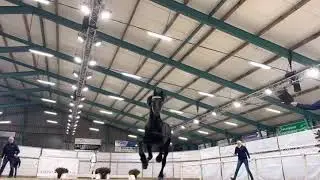 KFPS Royal Friesian, Stallion Show