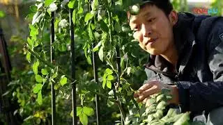 天狼说月季【造型】藤本月季的花柱绑扎：操作演示  超清