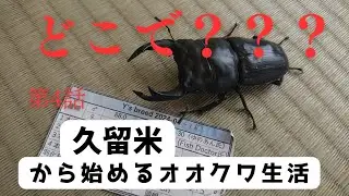[マツノ久留米]久留米から始めるオオクワ生活[オオクワガタ]