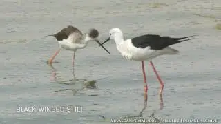 Black winged stilt / תמירון