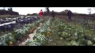The Community Farm with the Bristol Drugs Project: Trainee Programme