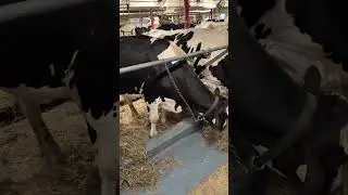 #Vacas#VidaCampestre#Naturaleza#AmorPorLosAnimales#Campo#RuralLife#Granja#AnimalLovers#PazRural#fun