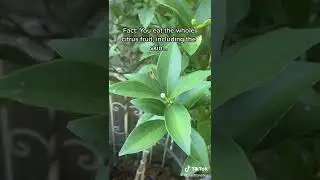 Это фруктовое дерево вас поразит!! Кумкват Мейва!