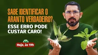 Sabe identificar o Aranto VERDADEIRO? Esse erro pode custar caro!