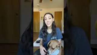 Improve Puppy Training With The Right Schedule For Dogs #puppyschedule #puppysleep