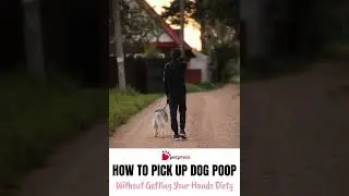 How to Pick Up Dog Poop Without Getting Your Hands Dirty