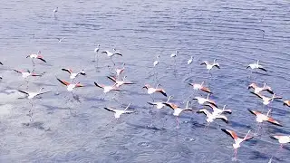 Kuwait Flamingos 2026 🦩🦩🦩#kuwait #2026 #dji 