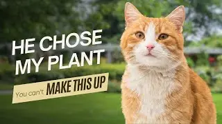 EN:Did This Cat Just Choose My Plant?@FairyPatch