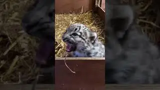 Snow leopard cub finds his voice! 😍🔈 #shorts #snowleopard #cub