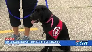 'Can do Canine' drops off puppies for inmate training at Rochester Federal Medical Center