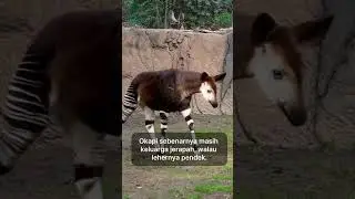 &ldquo;Kelihatannya mirip zebra, tapi ternyata Okapi masih keluarga jerapah!