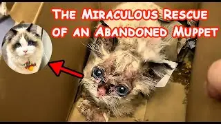 From Stray to Amazing: The Miracle Kitten's Journey to Recovery 🐱💕#rescue #animalrescue #pets
