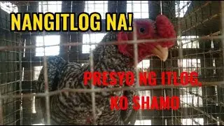 ITLOG NG KO SHAMO AT SILKIE NATIVE, MAGKANO ANG BENTA NAMIN?