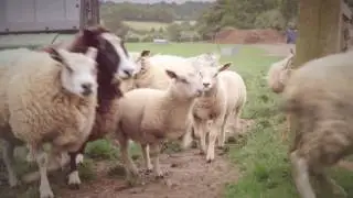 Sheep Shearing Festival 2016 - Cannon Hall Farm, Barnsley