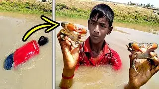 Catch the *Mud Crab* by Diving into the Underwater || Unique Way Of Mud Crabs Catching