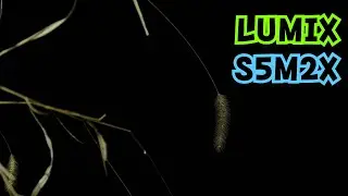 루믹스 | S5M2X | 캐논에 질 수 없다! 루믹스와 저녁산책 다녀왔습니다.
