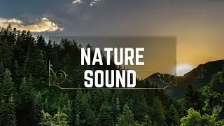 Relaxing Forest nature Bird 🐦🐦🐦 sound