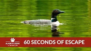 60 Seconds of Escape: Scenery & Birds at The Alaska Lodge
