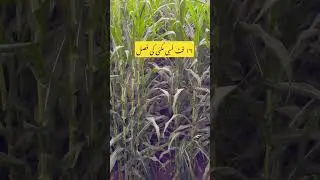 16 feet long corn 🌽 crops #croptop #agriculture #corn #ytshorts