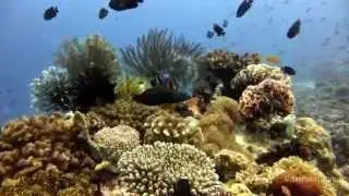 The Sardine Run - diving video from the Visayas and the island of Pescador