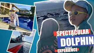 Breathtaking Wild Dolphin experience: The Lovina Bali