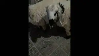 Cute White Sheep