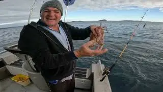 Bait gathering for the deep, squid skippy, herring