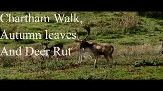 Chartham walk  Autumn Leaves and the  Deer Rut