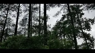 Public and Private Forestry Managment