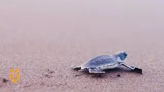 Turtle Conservation Costa Rica | Positive Footprints | World Nomads